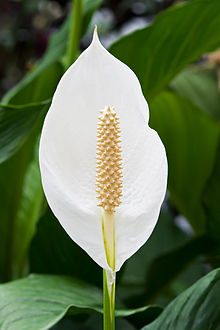 220px-spathiphyllum_cochlearispathum_rtbg-5244563