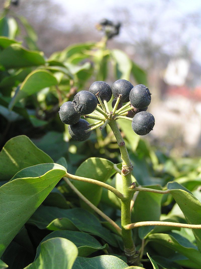 800px-hedera_helix1-7693565