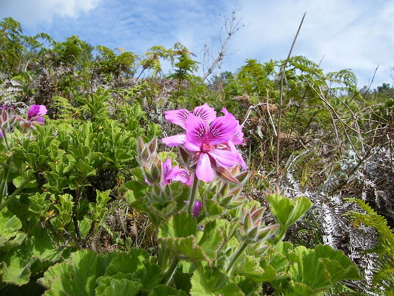 800px-pelargonium_cucullatum_contour_path_rhodes_mem-6489498