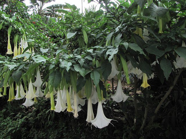 9-scopolamine-tree-9117651