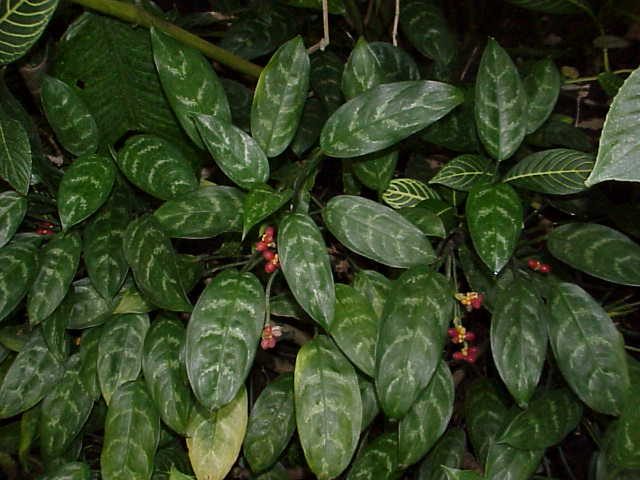 aglaonema_commutatum2-1-1427694