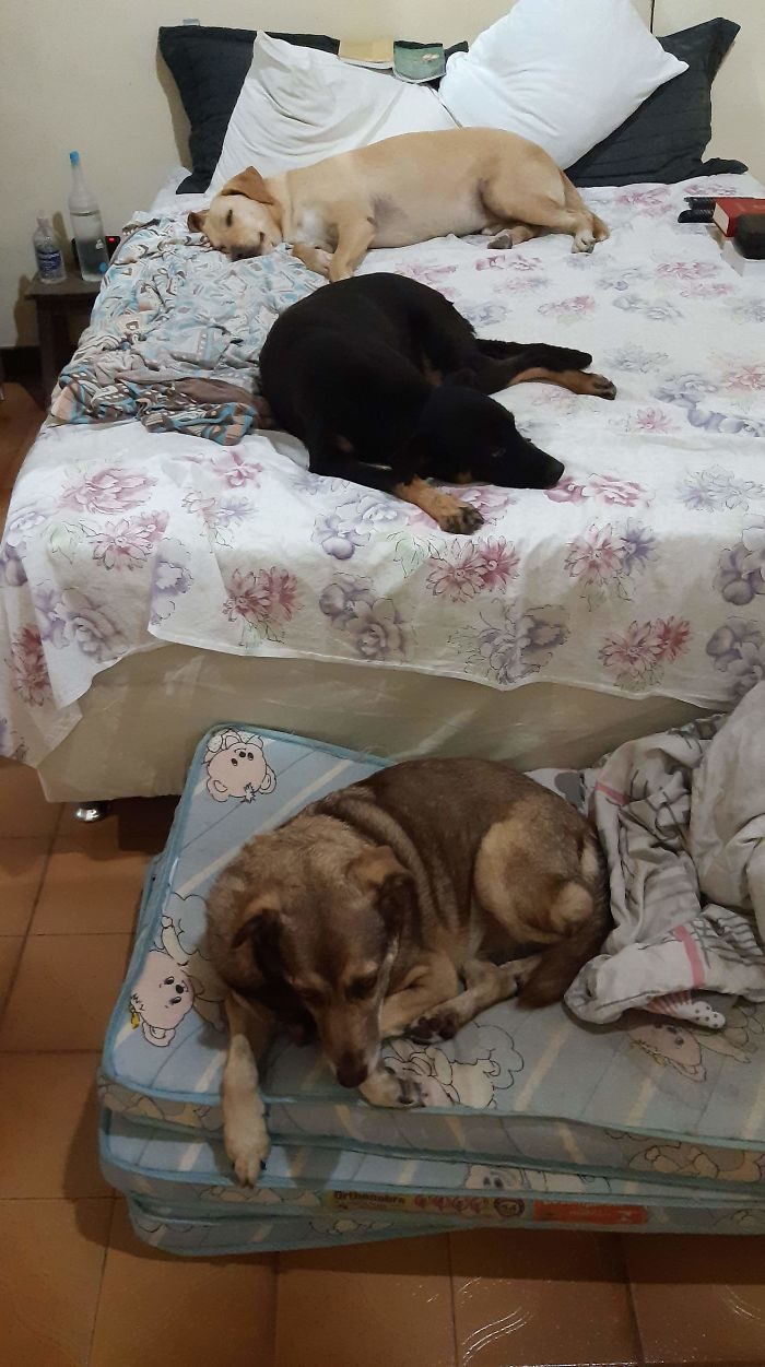 brazilian-priest-welcomes-stray-dogs-inside-church-to-be-adopted-5dafb8f70b638-jpeg__700-2671504