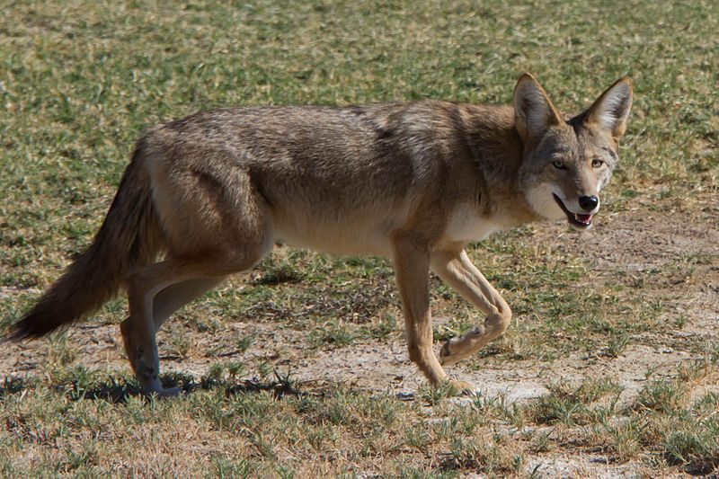 canis_latrans_-furnace_creek_golf_course_death_valley_california_usa-8-9155411