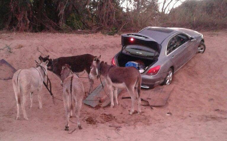 donkey-transport-photo-by-saps-8254303