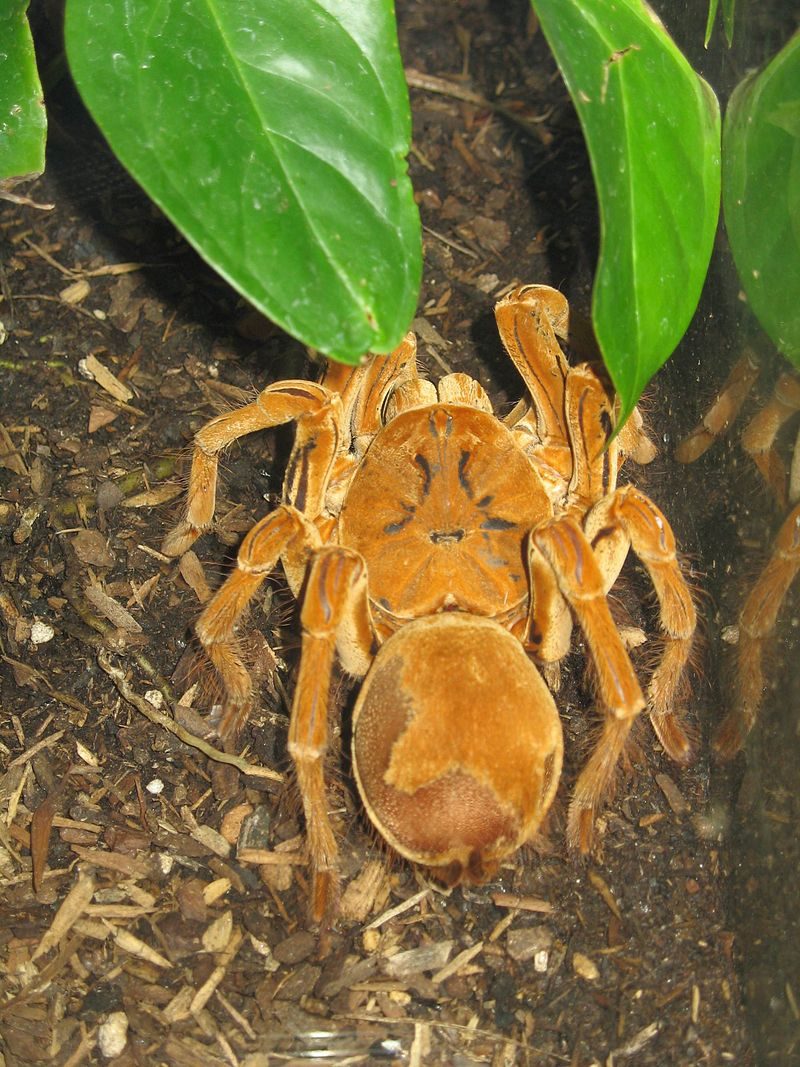 goliath_birdeater-7167149