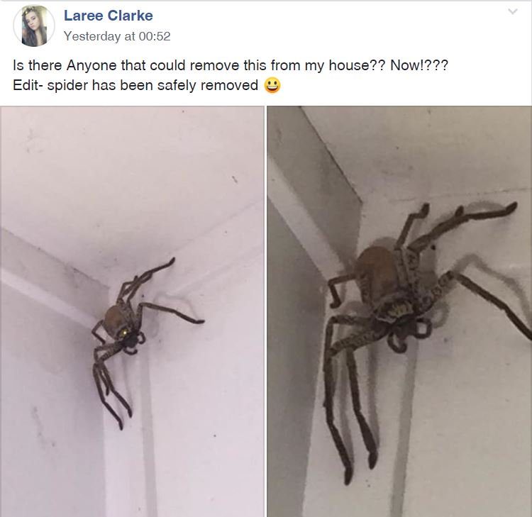 huntsman-spider-facebook-post-8737857