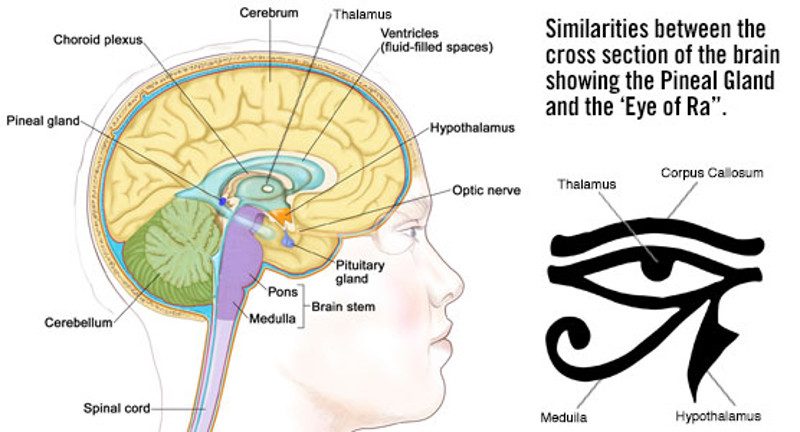 pinealglandthirdeyepic-4106179