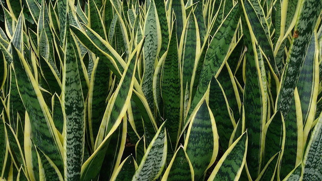 snake_plant_sansevieria_trifasciata_laurentii-4380669