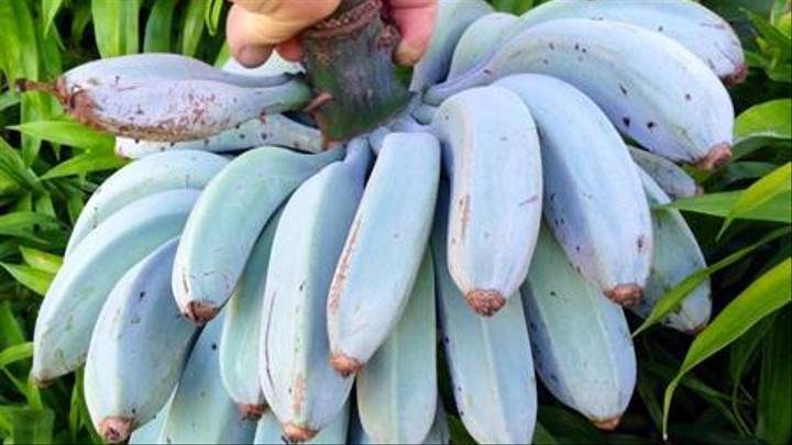 blue-banana-4783355
