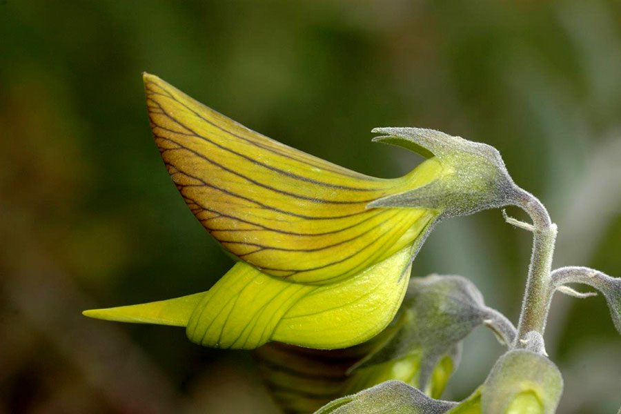 crotalaria_cunninghamii_close_up_d_blumer-4431913