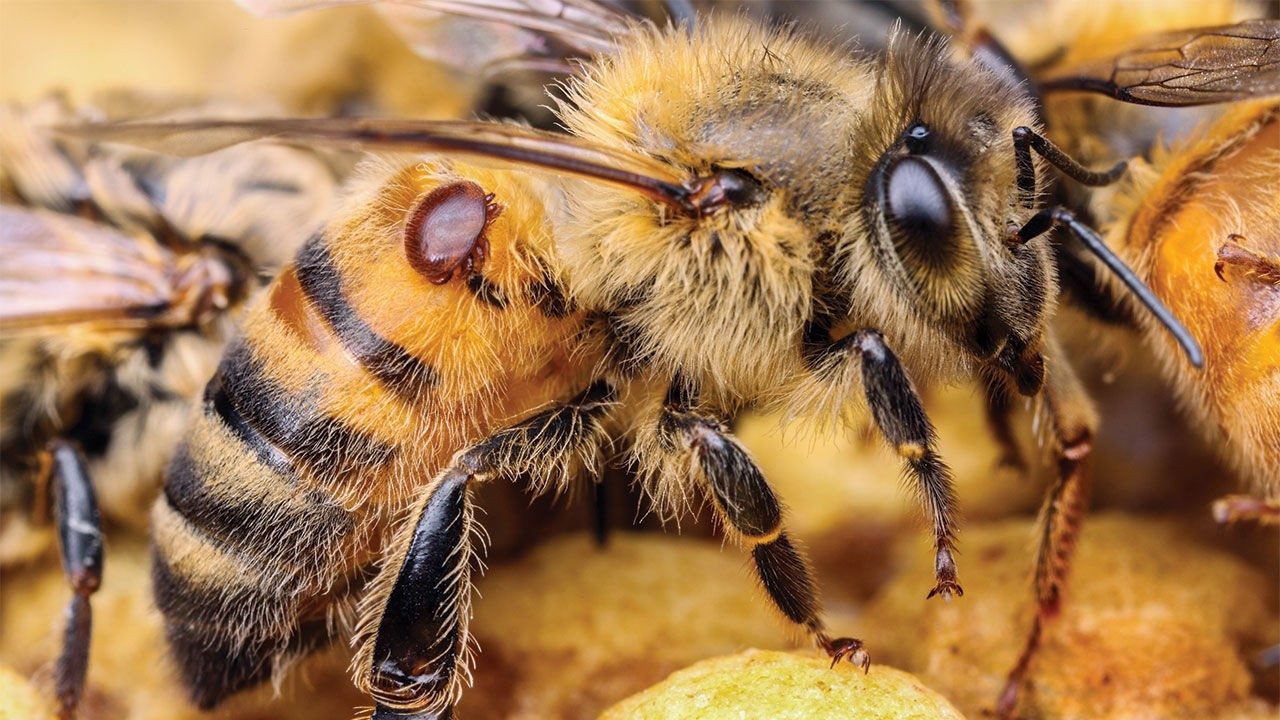 cs_0726_nf_bees_miteonbee_1280x720-2157366