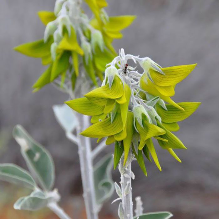 flower-like-hummingbird-green-birdflower-16-5d120c0de7a59__700-9519391