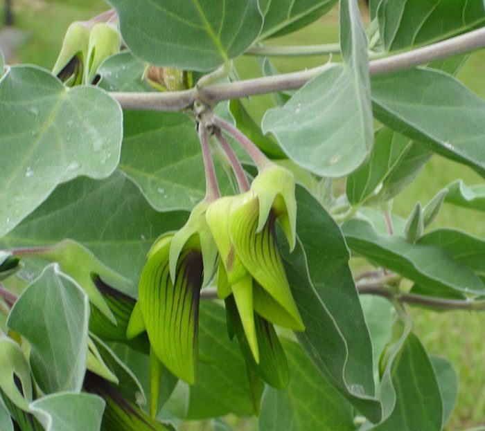 flower-like-hummingbird-green-birdflower-5d120e43113f6__700-9136446