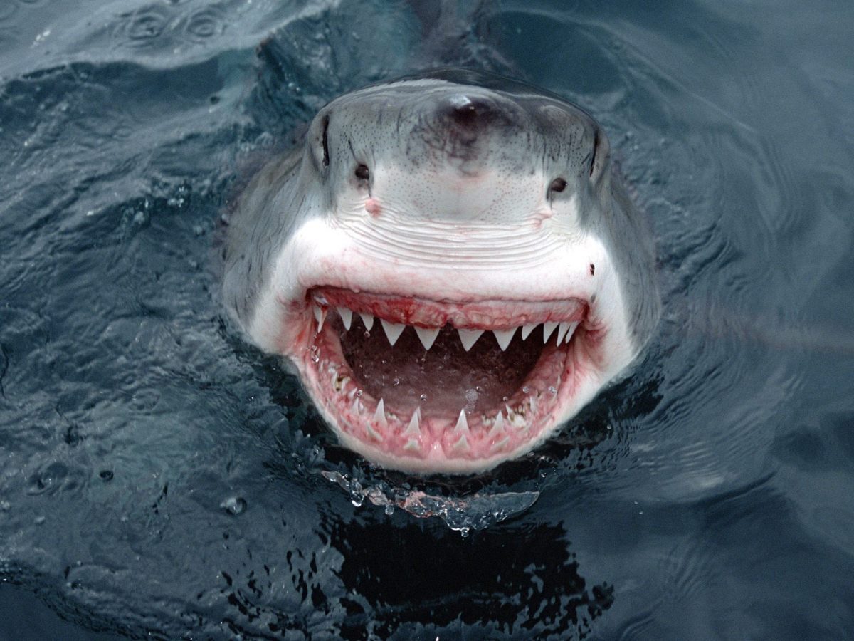 great-white-shark-smile-1740490