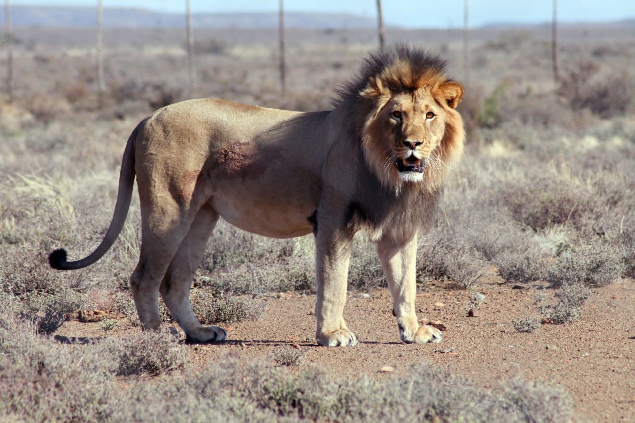 south-africa-lion-escape