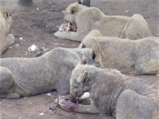 lions-mange-lions-5-640x480-9629723