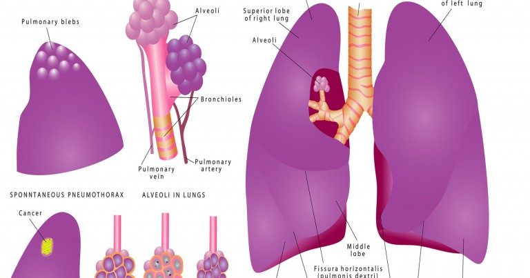 lung-diagram-whole-lung-768x403-7297098