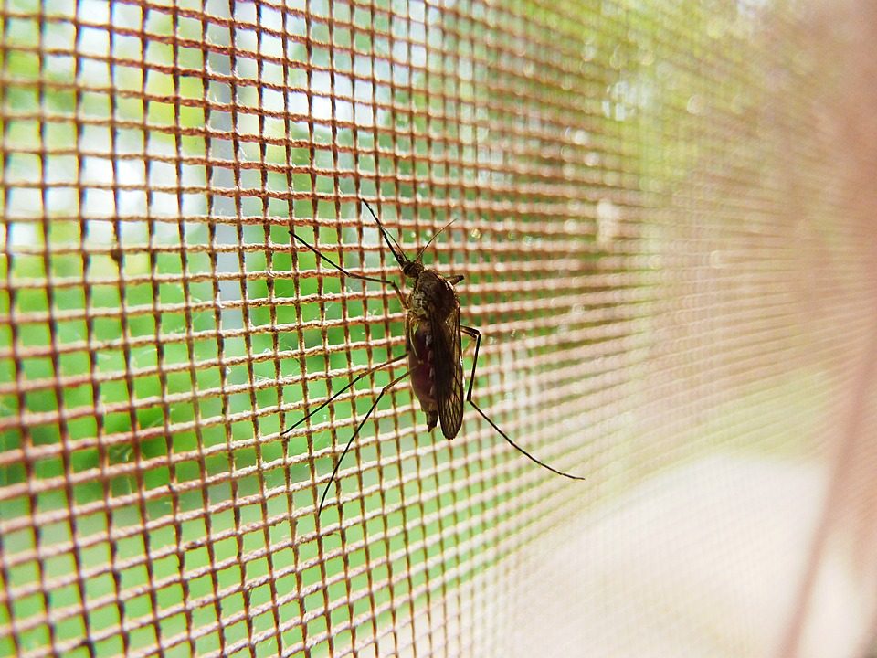 mosquito-19487_960_720-7148391
