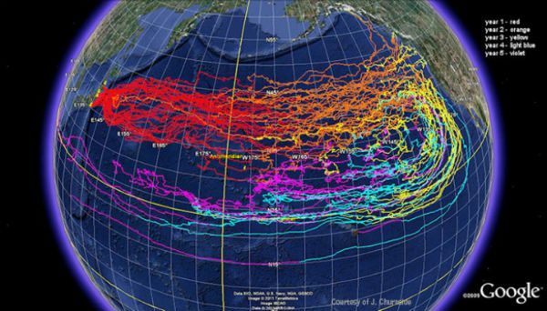 officials-fukushima-has-now-contaminated-13-of-the-worlds-oceans3-1254172