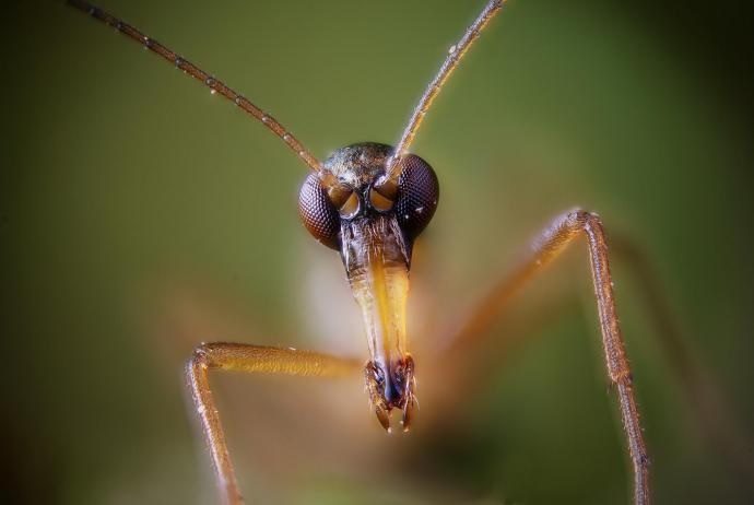 scorpionfly2-8509173