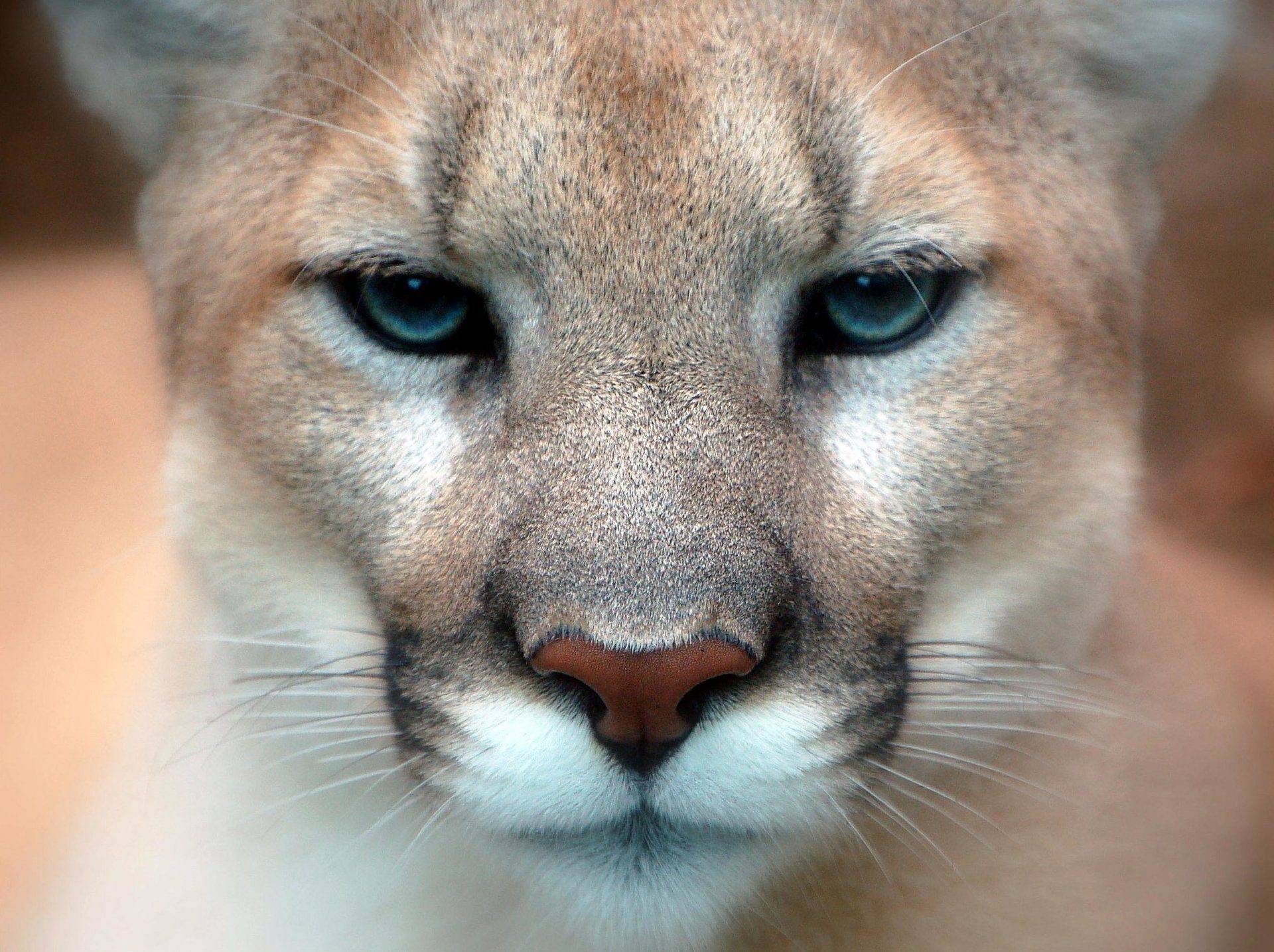 Eastern Puma Latest Animal To Be Officially Declared Extinct Ano News