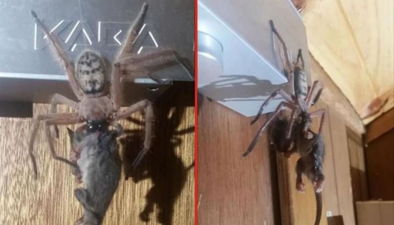 Couple Find A Giant Huntsman Spider Eating A Possum In Their Room Ano News 6039